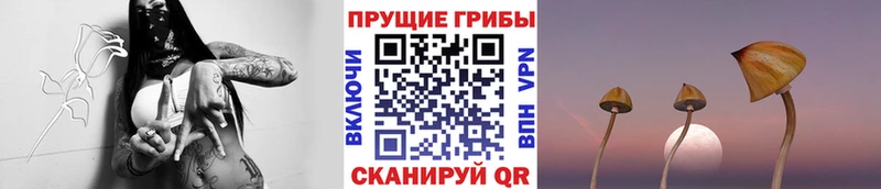 Галлюциногенные грибы Psilocybine cubensis наркошоп Красноармейск